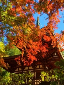 諏訪湖周辺紅葉だより 10 30更新 諏訪市観光ガイド 諏訪観光協会 公式サイト