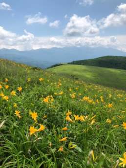 霧ヶ峰高原　ニッコウキスゲ