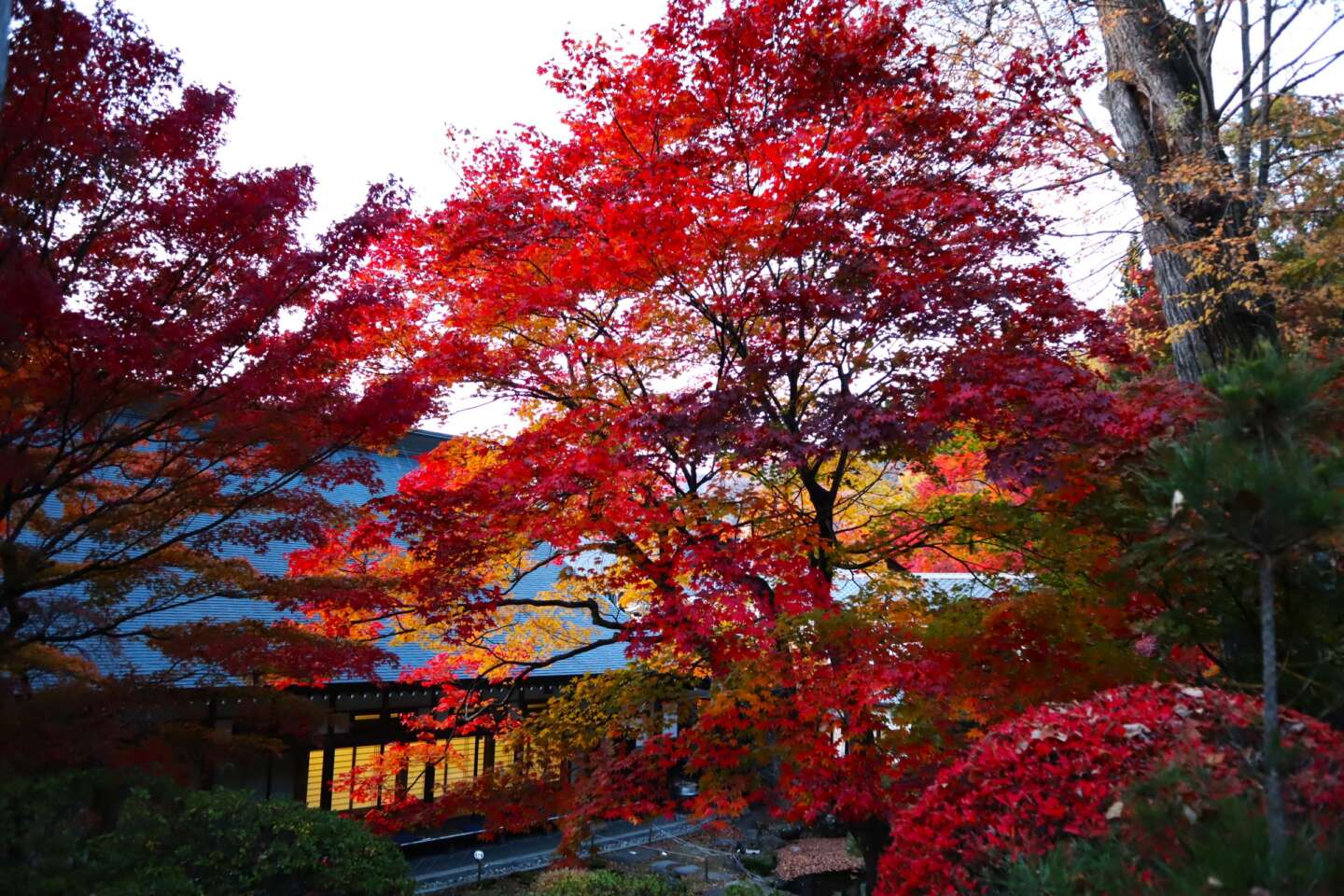 紅葉様ご確認ページ 紅葉情報 | 万博記念公園