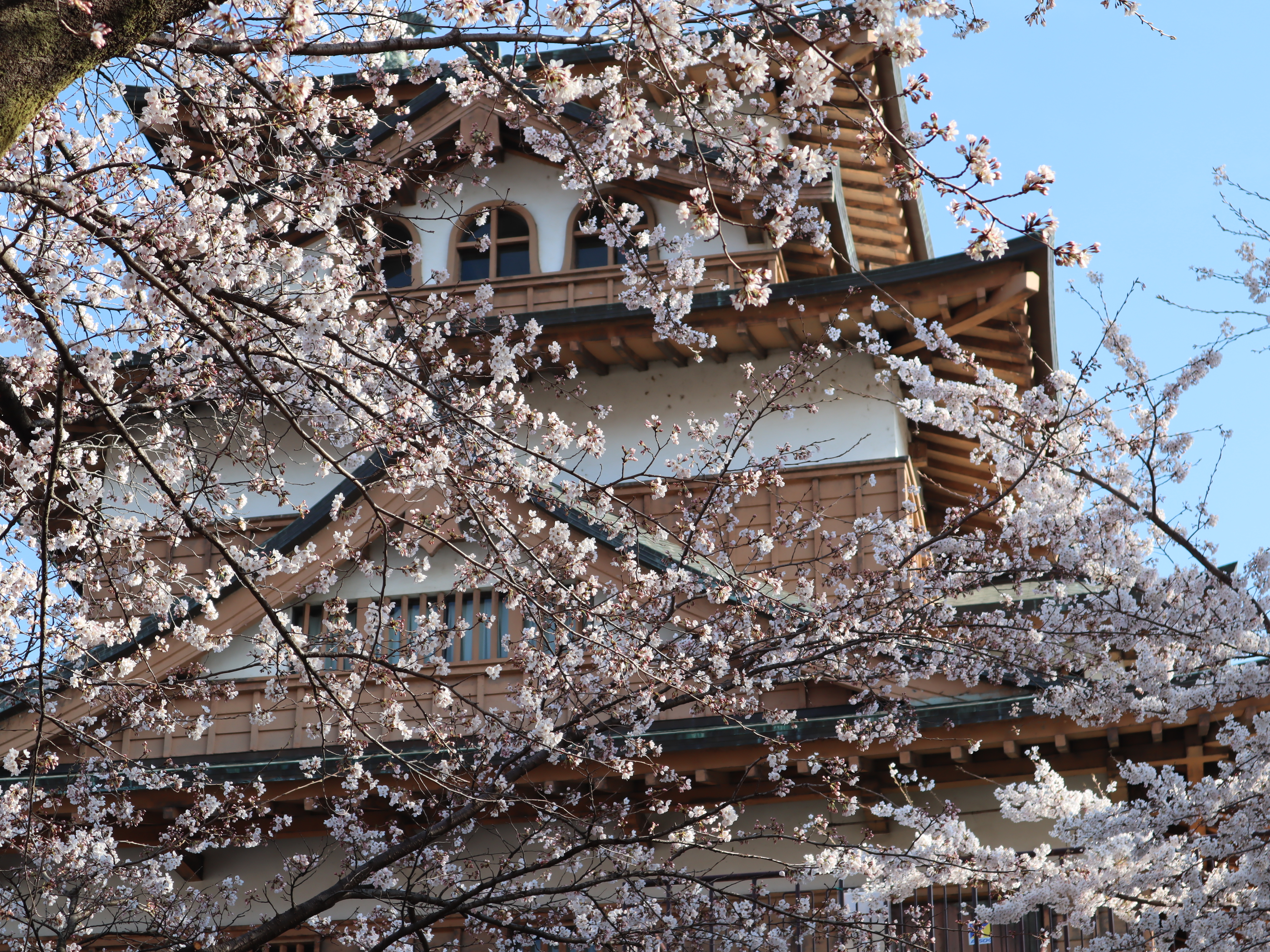 開花情報 （4月12日） | 諏訪市観光ガイド｜諏訪観光協会 公式サイト